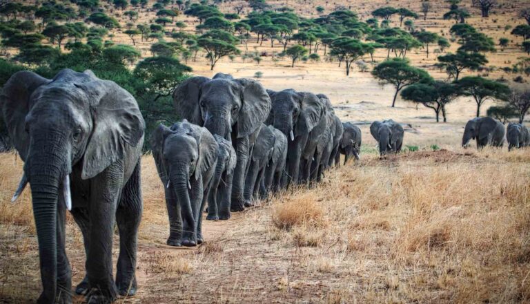 elephants in tarangire